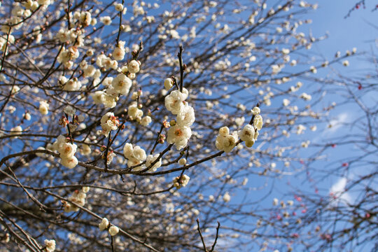 The plum blossom that blooms in winter is the national flower of Taiwan 