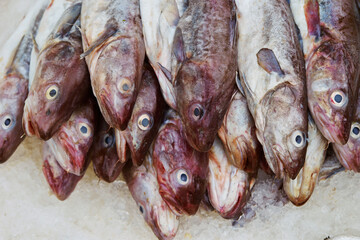 fresh fish on the market