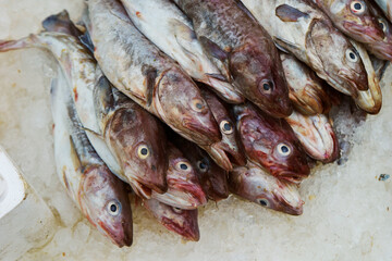 fresh fish on the market