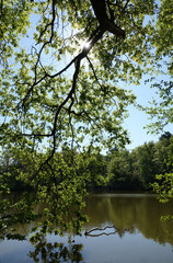 Obraz premium Maunzenweiher bei Frankfurt