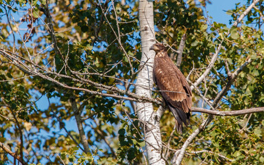 Bald eagle in pine evergreen tree