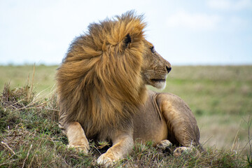 Löwe mit blonder Mähne © renatehenkel