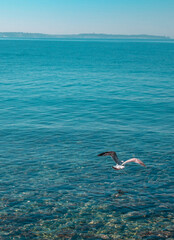 Fototapeta na wymiar Seagull by the sea