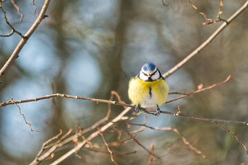 one blue tit on a tree in the winter , cold and sunny day with no people