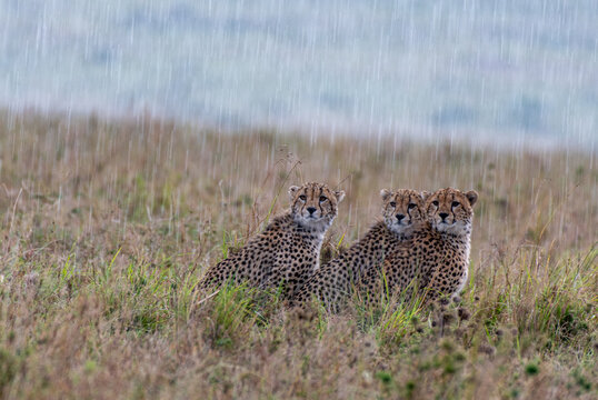 Drei Geparde im Regen