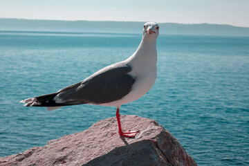 Seagull by the sea