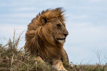 Löwenmännchen © renatehenkel