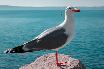 Seagull by the sea
