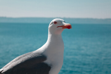 Seagull by the sea