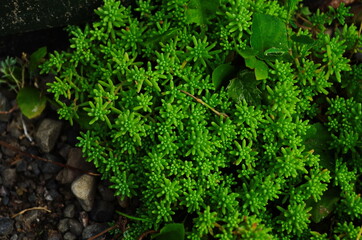 a variety of stonecrop on the stone in nature, note shallow depth of field