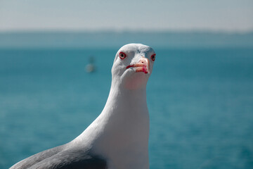 Obraz premium Seagull by the sea