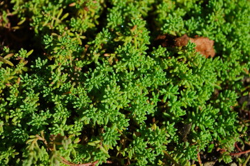 a variety of stonecrop on the stone in nature, note shallow depth of field