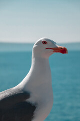 Seagull by the sea