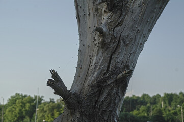 Fototapeta premium tree
