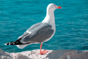 Seagull by the sea