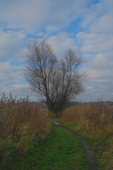 Fototapeta premium tree