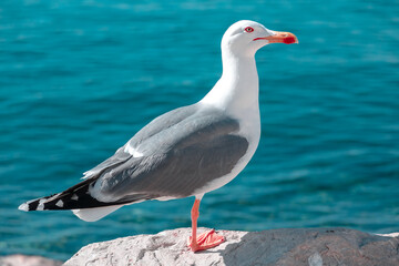 Fototapeta premium Seagull by the sea
