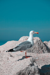 Seagull by the sea