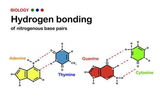 Biology diagram show hydrogen bond of DNA nitrogenous base pair