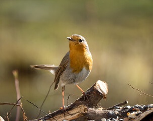 Das Rotkehlchen (Erithacus rubecula)