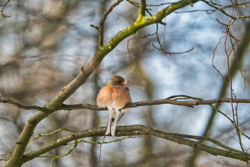 one cold chaffinch on a tree at a sunny and frosty winter day