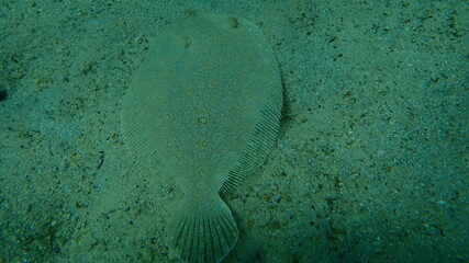Wide-eyed flounder (Bothus podas) undersea, Aegean Sea, Greece, Halkidiki
