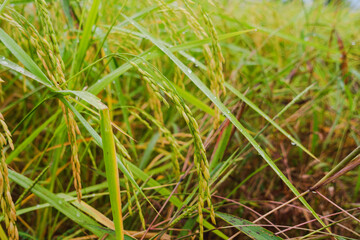 rice in the fields are ripe and ready to harvest their produce