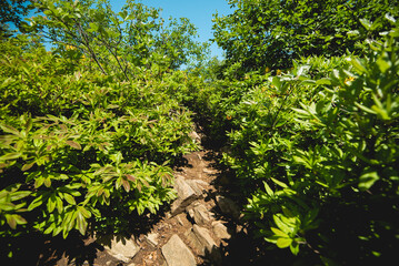 Bright green plants in mountains. Selective shallow focus on the foreground.