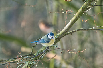 one blue tit on a tree in the winter , cold and sunny day with no people