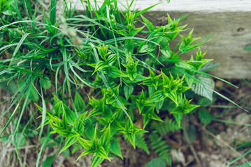 Bright green plants in mountains. Selective shallow focus on the foreground.