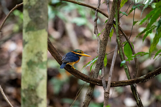 Rufous - Collared Kingfisher