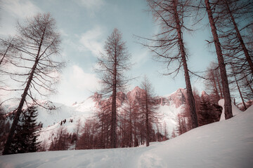 Fantasy pink color effect of larches along a snowy path with the Rocchette Dolomite peaks in the background, San Vito di Cadore, Dolomites, Italy