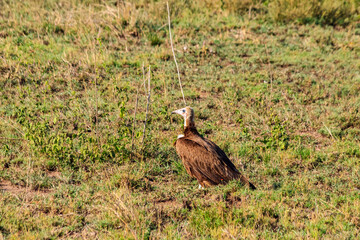 Obraz na płótnie Canvas Hooded vulture (Necrosyrtes monachus) in Serengeti national park in Tanzania, Africa
