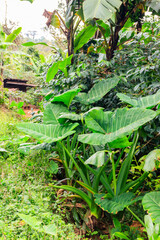 African white yam plants (Dioscorea rotundata) growing on plantation - obrazy, fototapety, plakaty