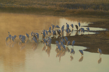 Der Silberreiher (Ardea alba, Syn.: Casmerodius albus, Egretta alba)