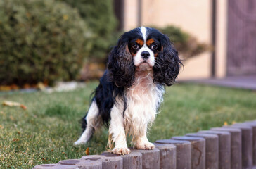 dog cavalier king charles spaniel for a walk in summer autumn on the street