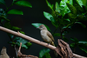 Streak - eared Bulbul