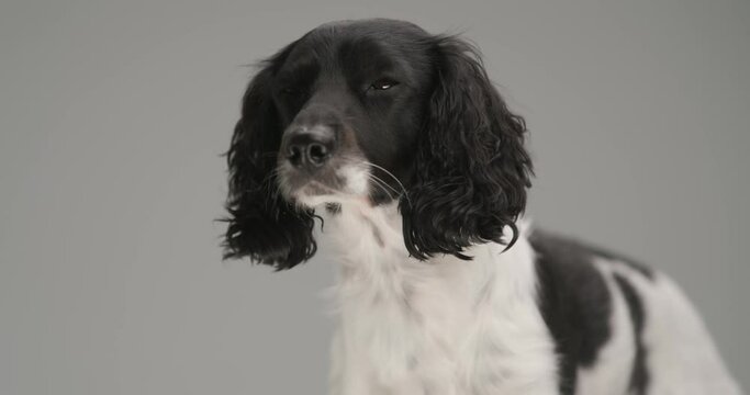 adorable english springer spaniel dog looking away then looking at the camera on gray background