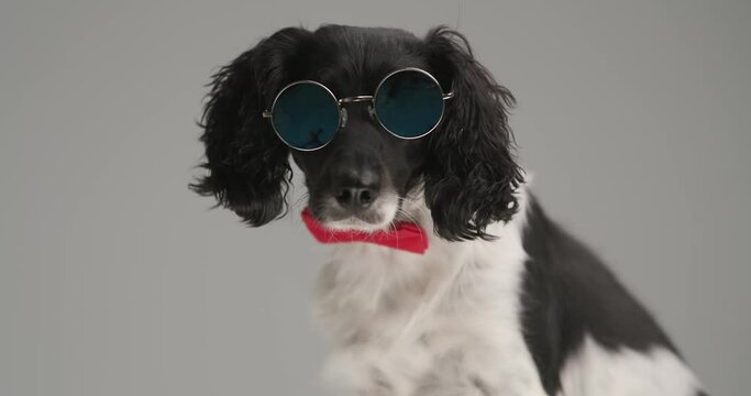 cool english springer spaniel dog wearing eyeglasses and a red bowtie o gray background