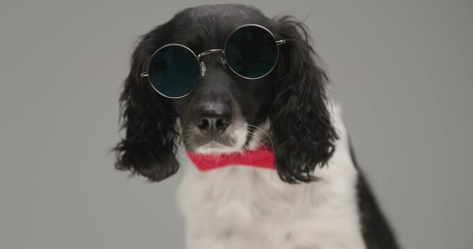 cool english springer spaniel dog posing with his sunglasses on and his red bowtie at neck