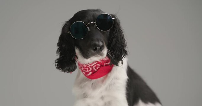 seated english springer spaniel dog is wearing sunglasses and a red bandana against gray studio background