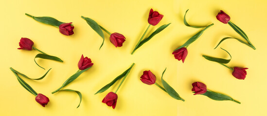 Banner with red tulips on a yellow background, top view with copy space. Background pattern with flowers