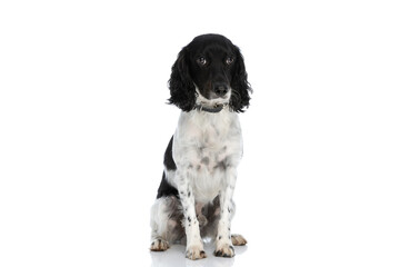 timid english springer spaniel puppy with collar sitting on white background