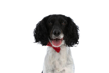 portrait of cute english springer spaniel dog panting and sticking out tongue