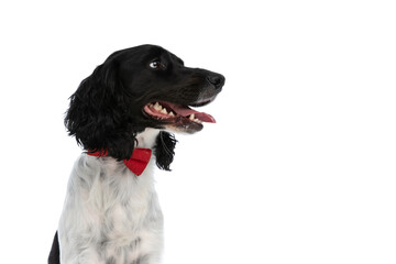 elegant english springer spaniel dog with bowtie looking to side