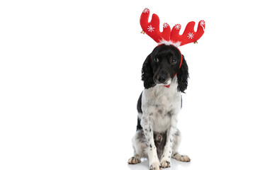 shy english springer spaniel dog with reindeer ears headband