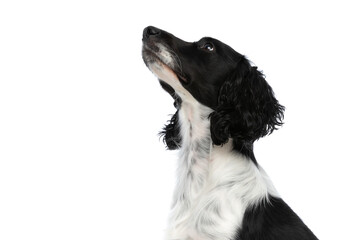side view of adorable english springer spaniel dog looking up
