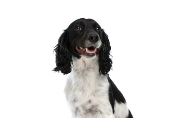 happy english springer spaniel dog panting and looking up