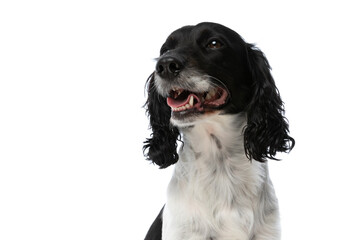 cute english springer spaniel dog sticking out tongue and panting