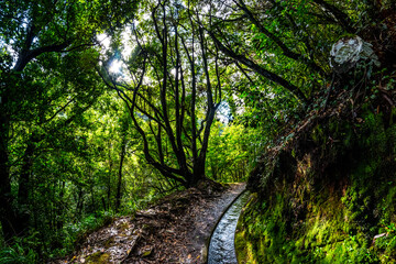 Madeira - Levada do Rei